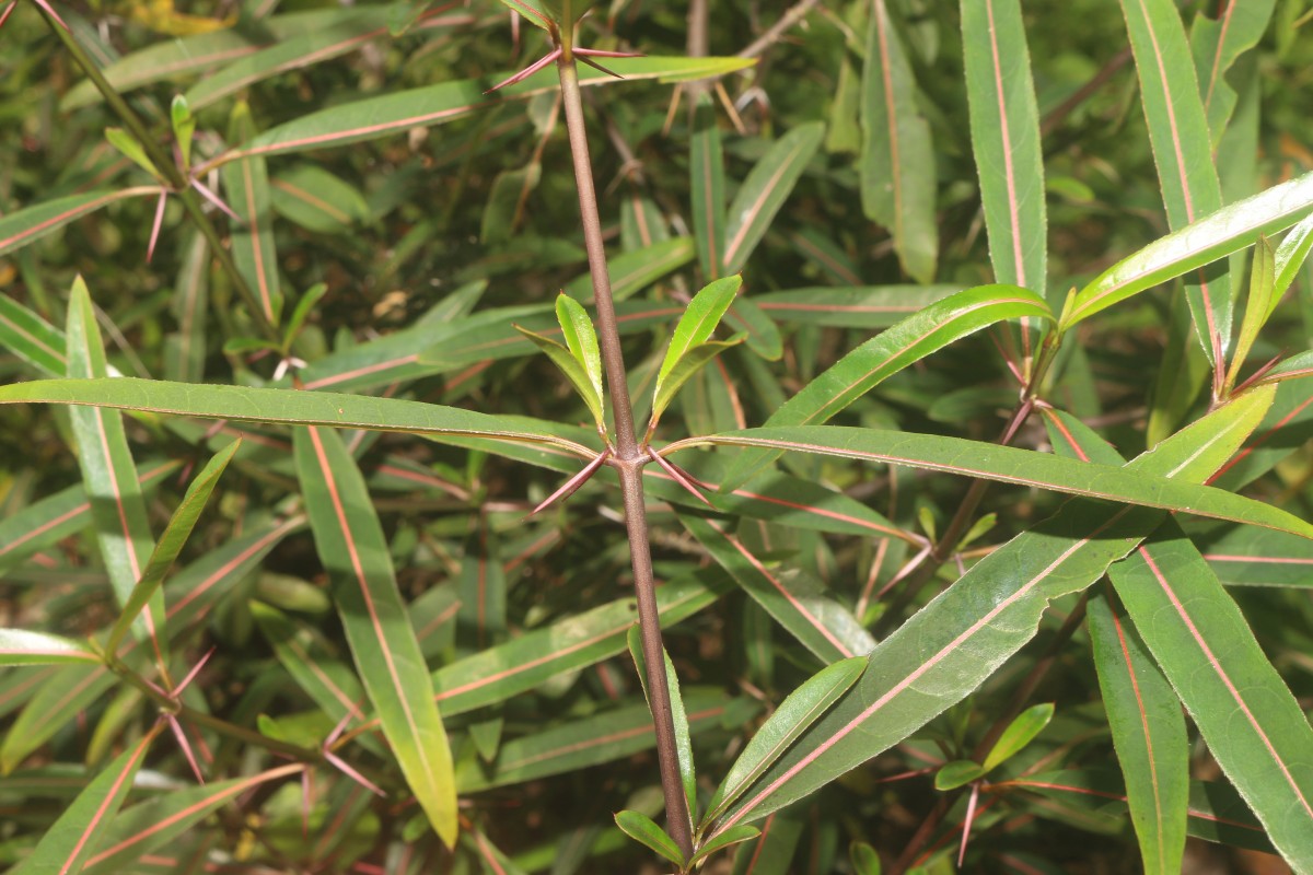 Barleria lupulina Lindl.